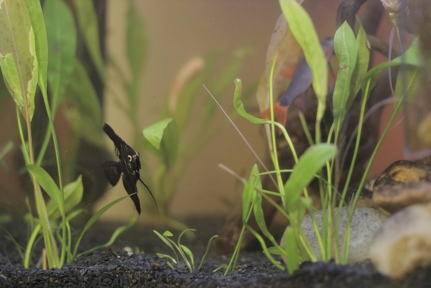 Aquaponic Gardening