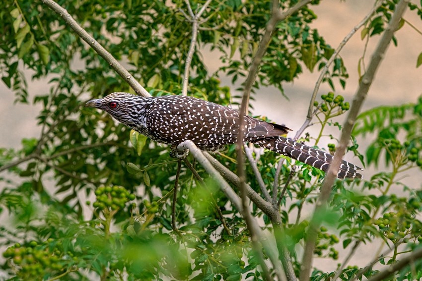 Asian Koel