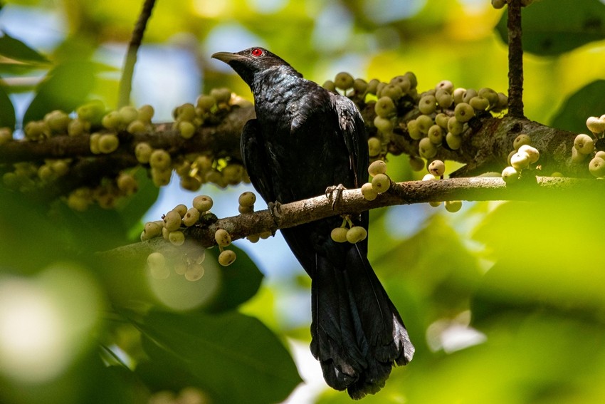 Asian koel