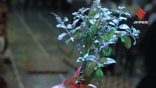 Avoid These Common Mistakes That Can Dry Out Your Tulsi Plant