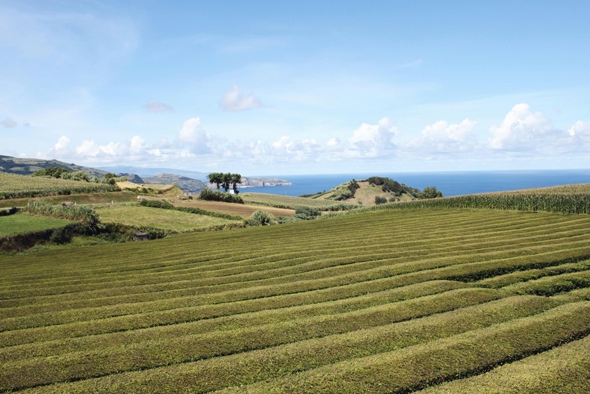 Azores Tea Plantations, Portugal