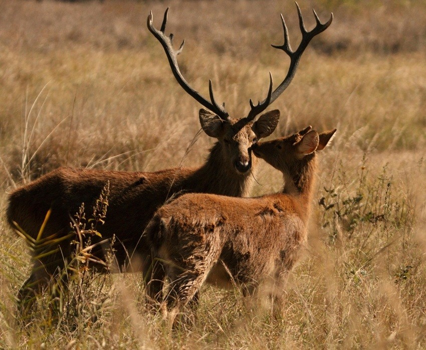 Barasingha (Swamp Deer)