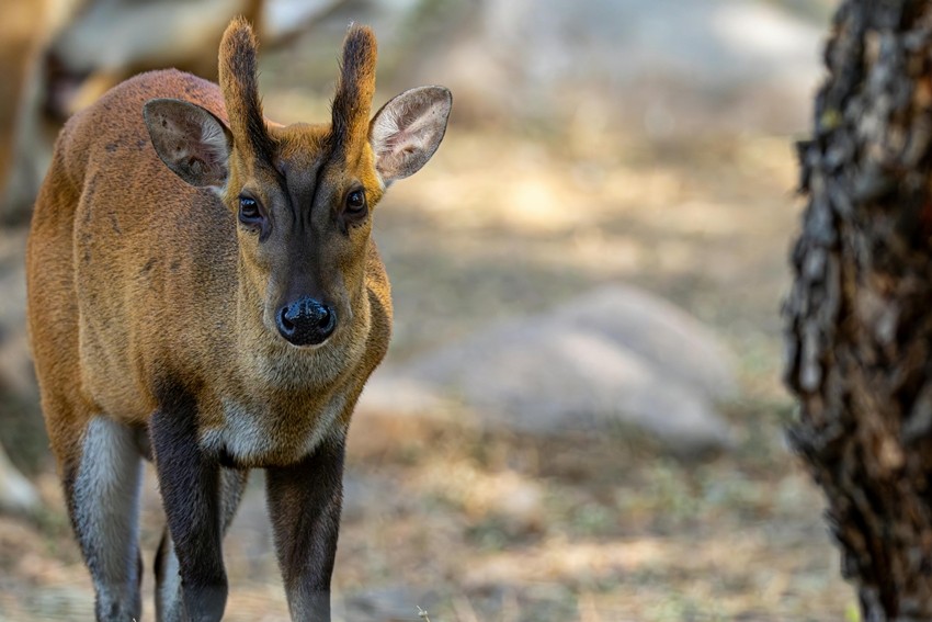 Barking Deer (Indian Muntjac)