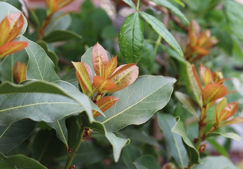 Bay Leaves plant
