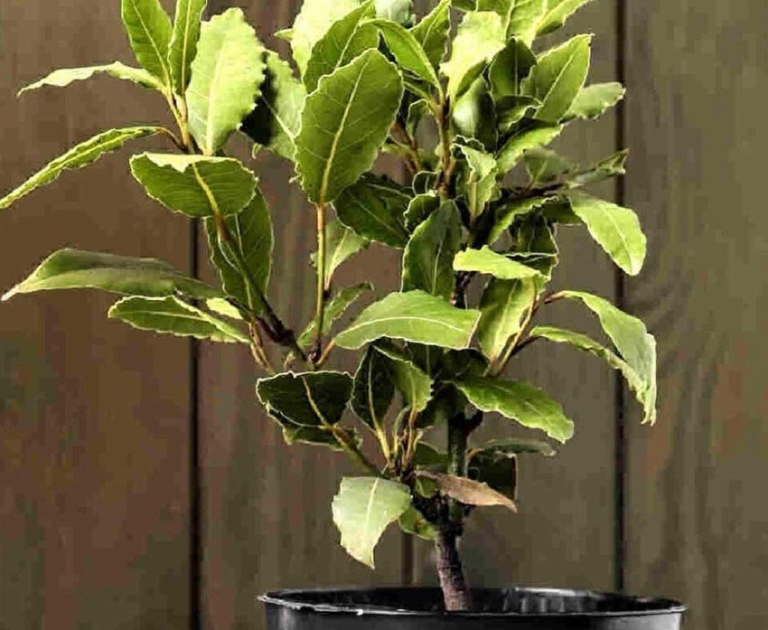 Bay Leaves