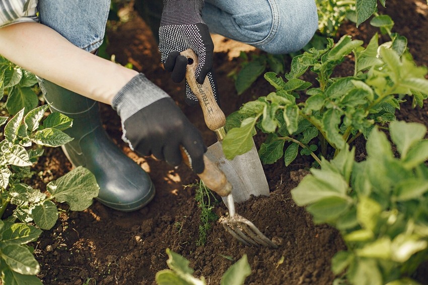 Best Types of Gardening You Can Try at Home