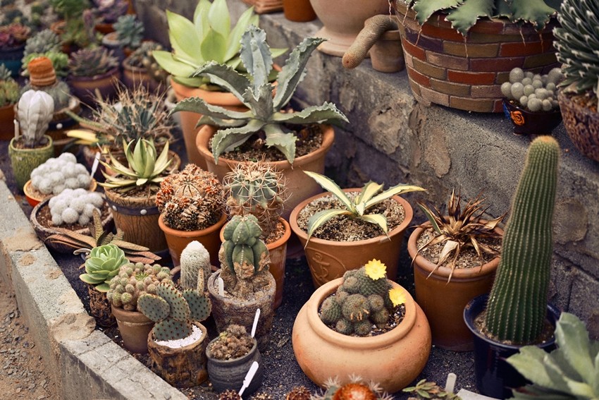 Best plants for hot weather
