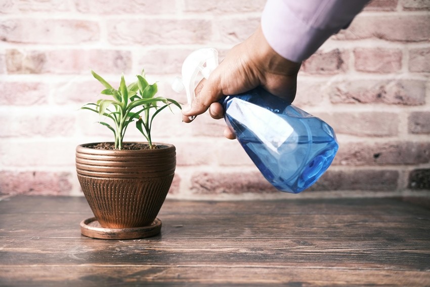 Best time to water plants