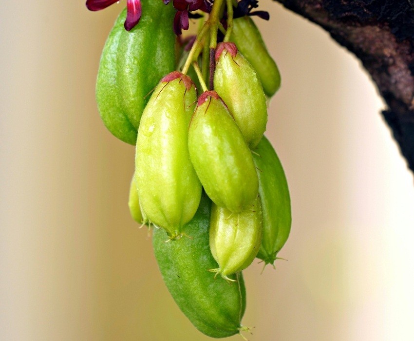 Bilimbi