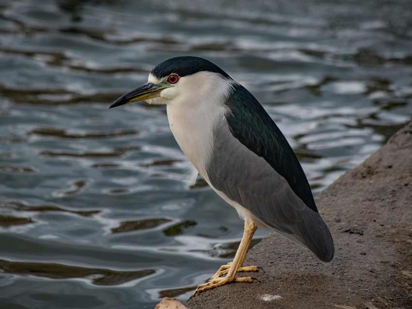 Black-crowned Night Heron