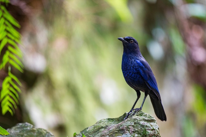 Blue Whistling Thrush
