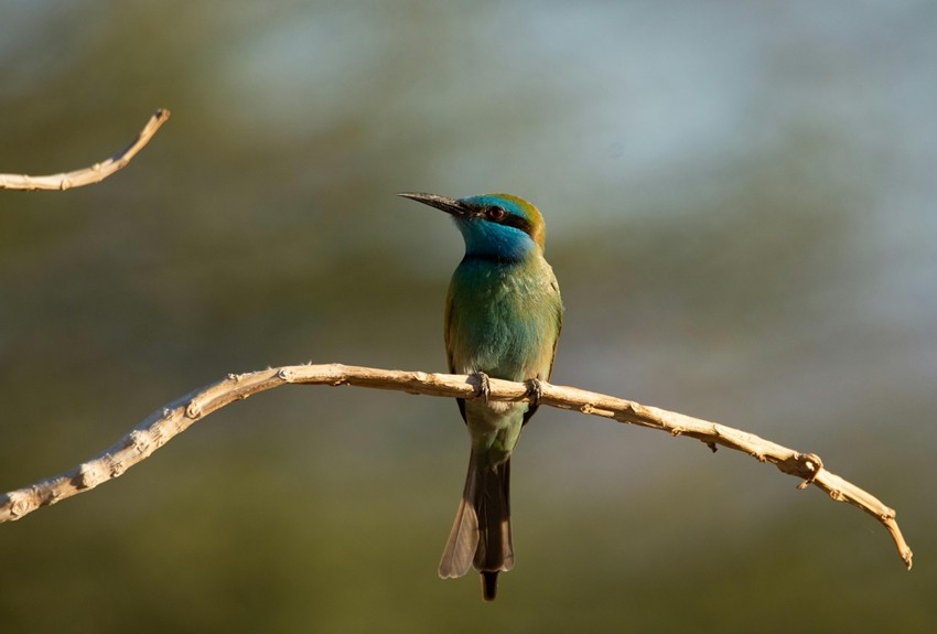 Blue-cheeked Bee-eater