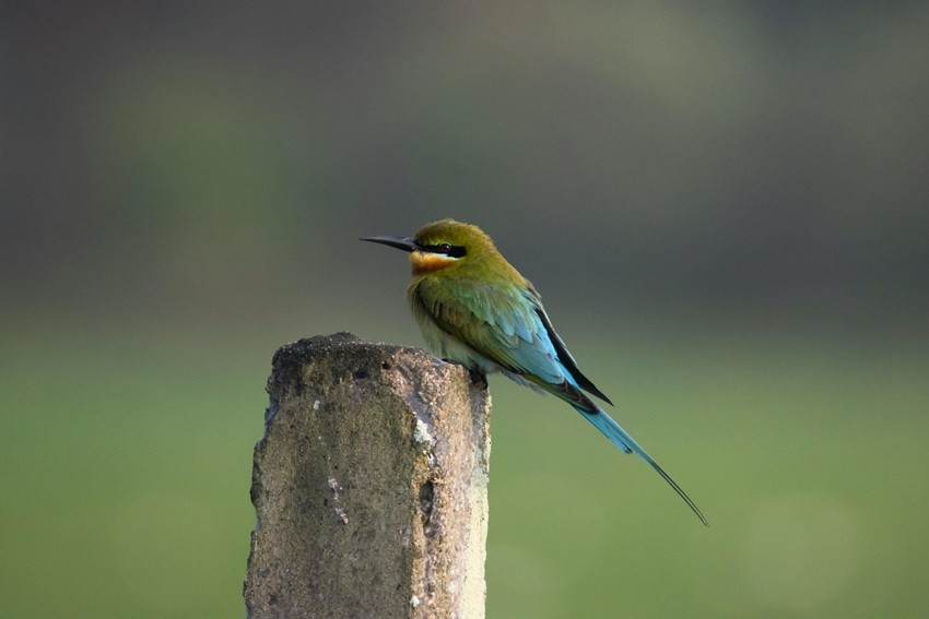 Blue-tailed Bee-eater