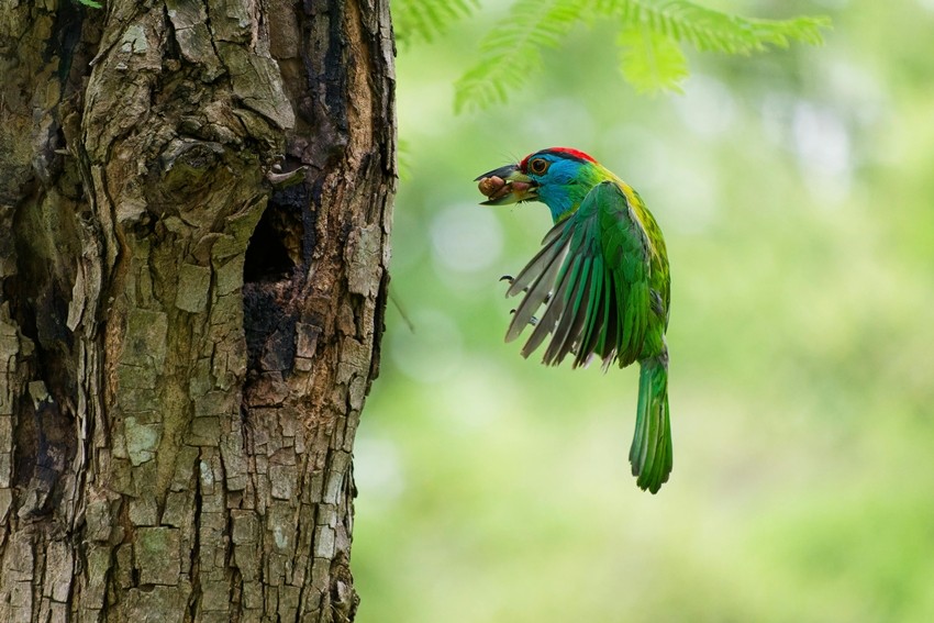 Blue-throated Barbet
