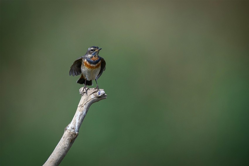Bluethroat