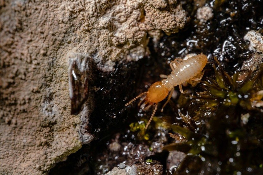 Boric acid for termites