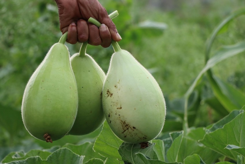 Bottle Gourd