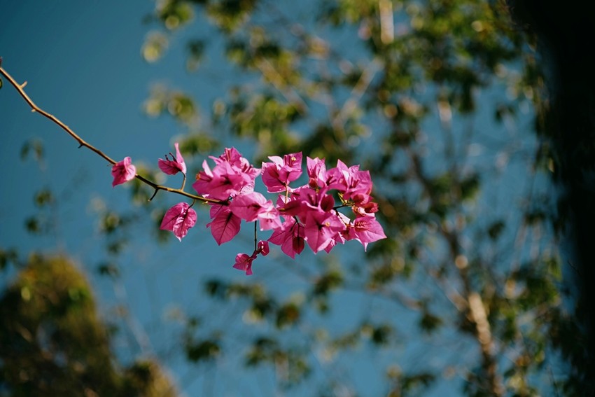 Bougainvillea