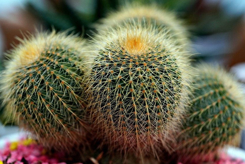Cactus