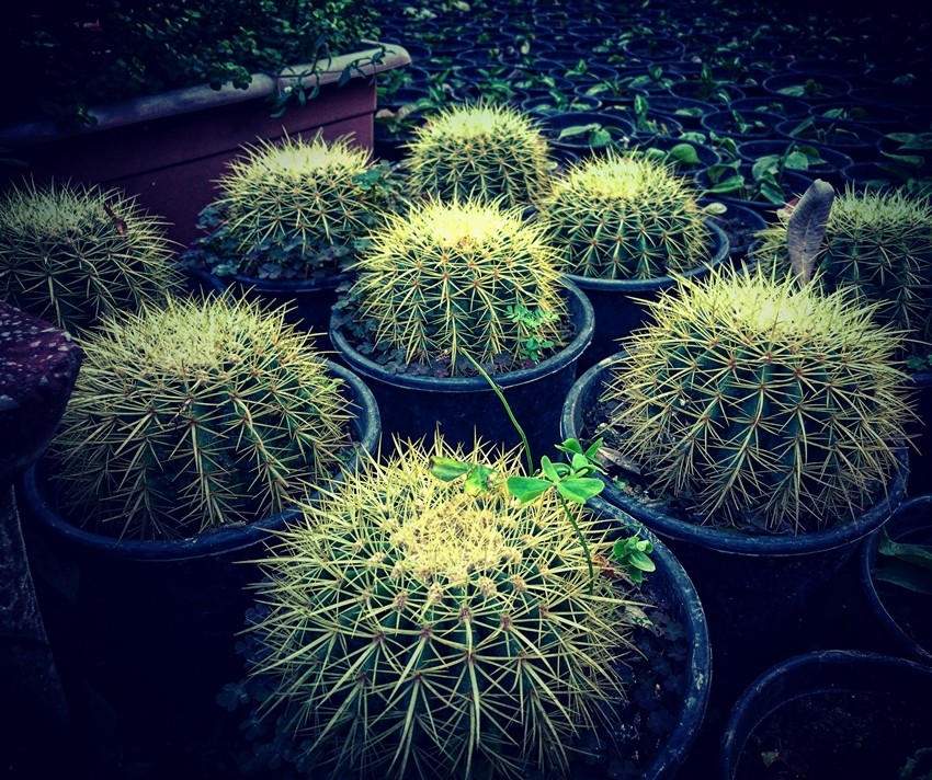 Cactus