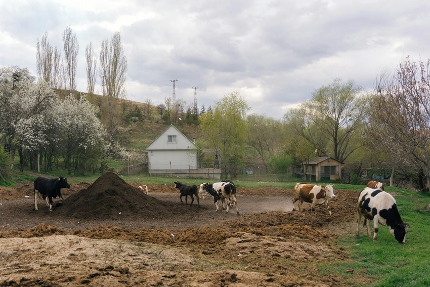 Chemical-Free Farming