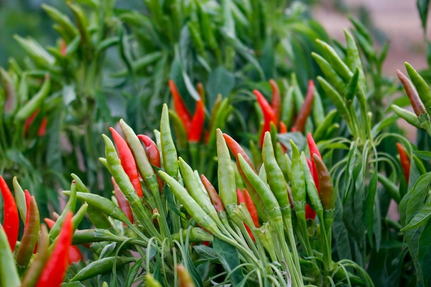 Chilli Capital of India