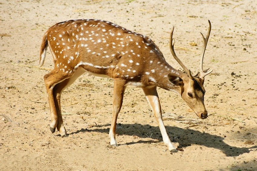 Chital (Spotted Deer)