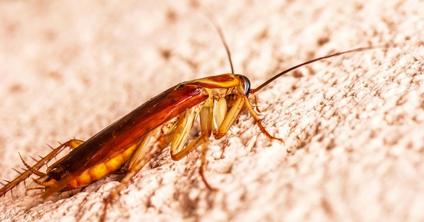 Cockroach repellent plants
