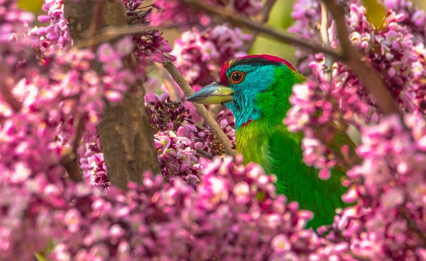 Colourful Himalayan Bird Species You Can Spot in Kalimpong