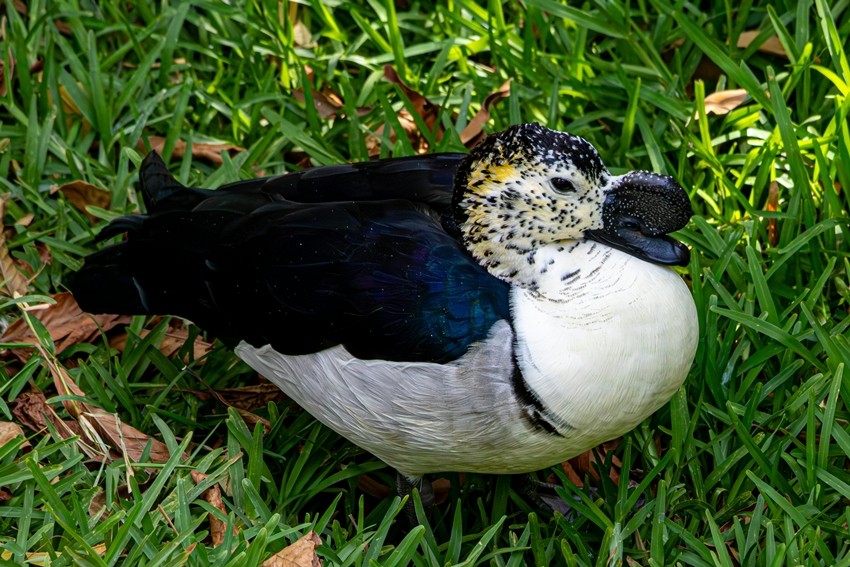 Comb Duck