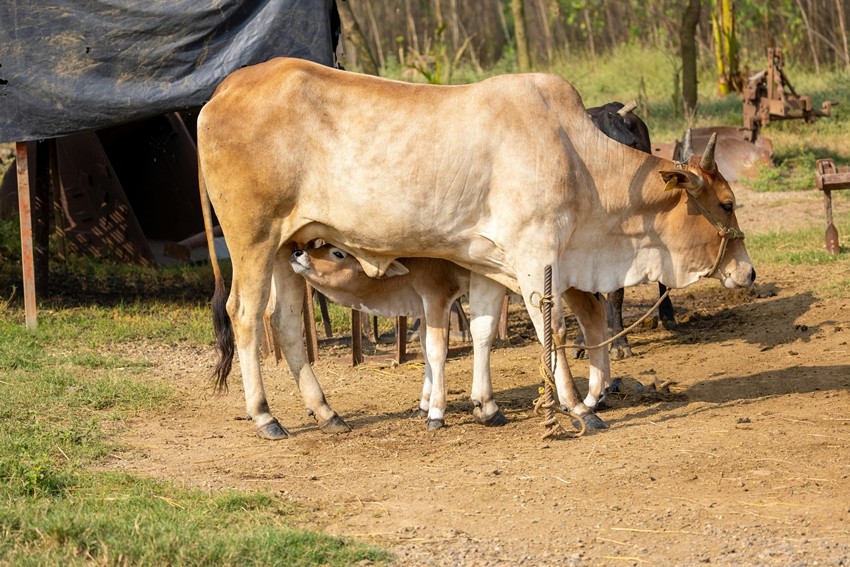 Cow