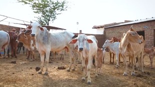 Moolnivasi Muslim Manch, cow national animal demand, Pune Muslim group