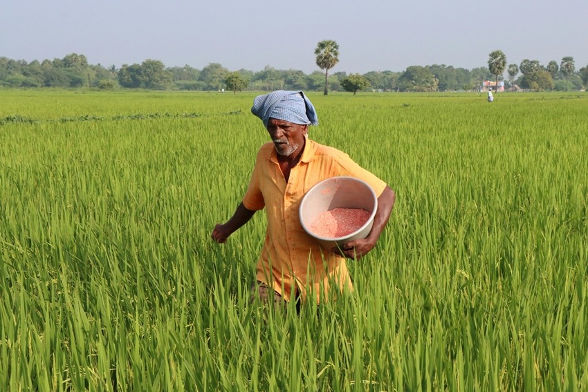 DAP shortage in India