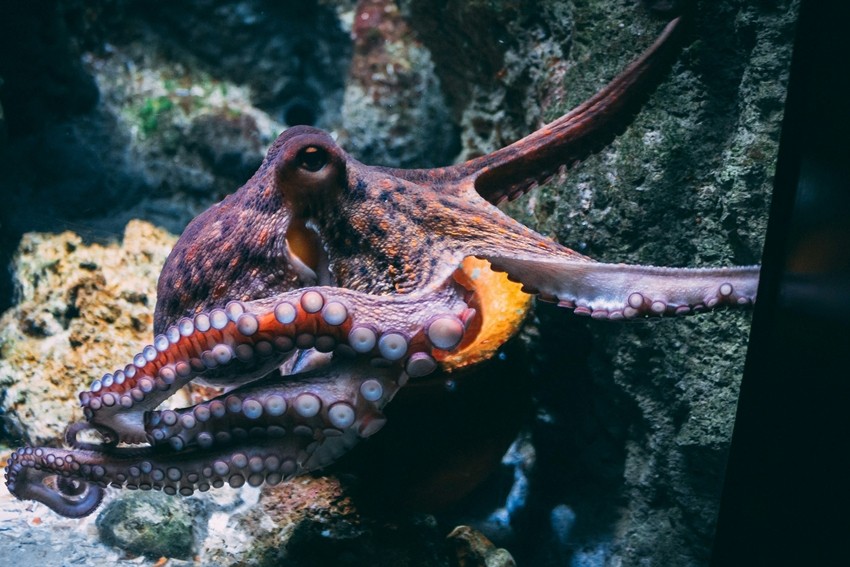 Deep sea octopus