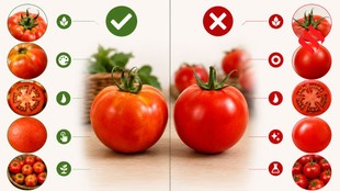 Desi and Hybrid Tomatoes Identify Tricks