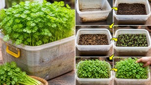 Dhaniya kaise ugta hai | How to grow coriander