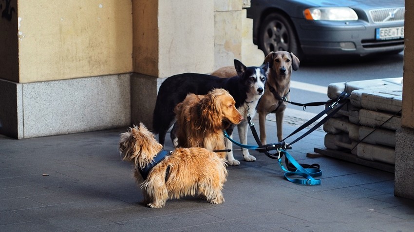 Dog Breeds That Balance Playfulness With Strong Protective Instincts