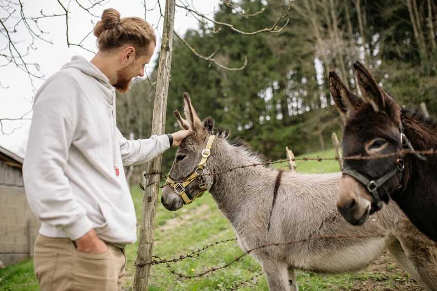 Donkey