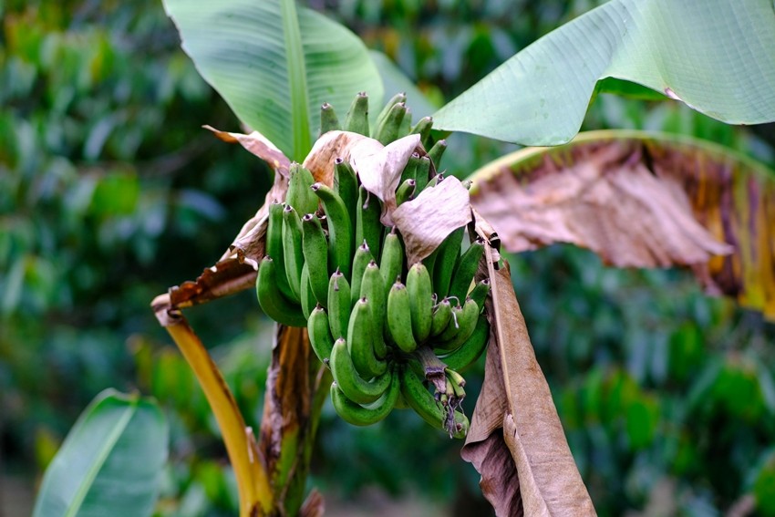 Dwarf banana