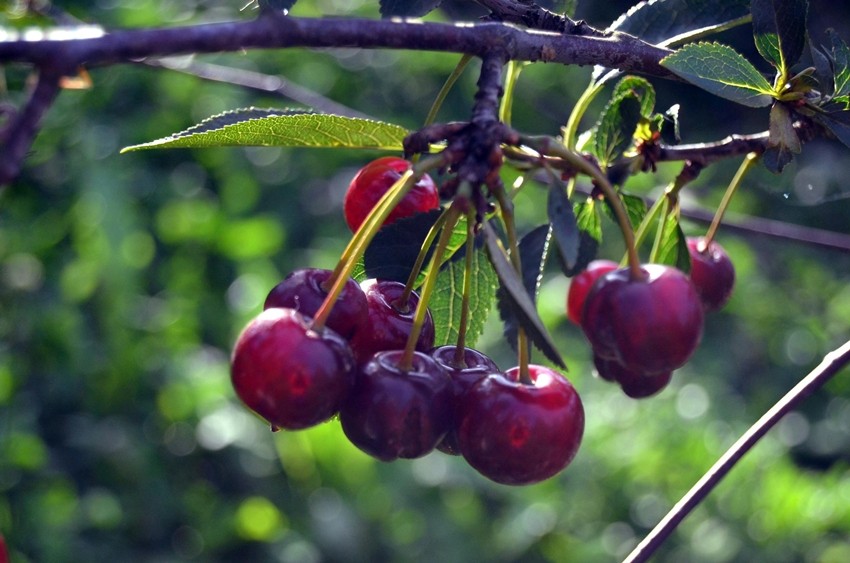 Dwarf cherry