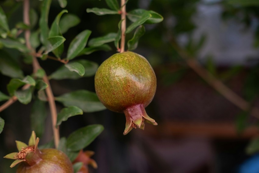 Dwarf pomegranate