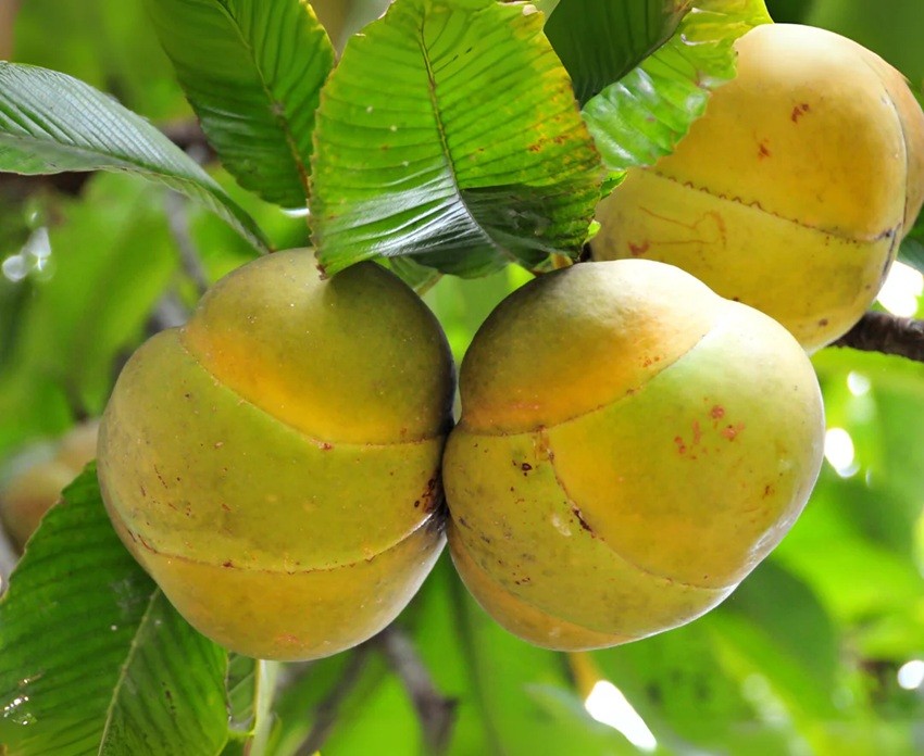 Elephant Apple
