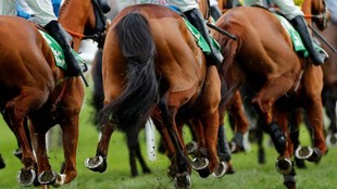 Equestrian Federation of India,EFI ad hoc committee, EFI ad hoc committee members