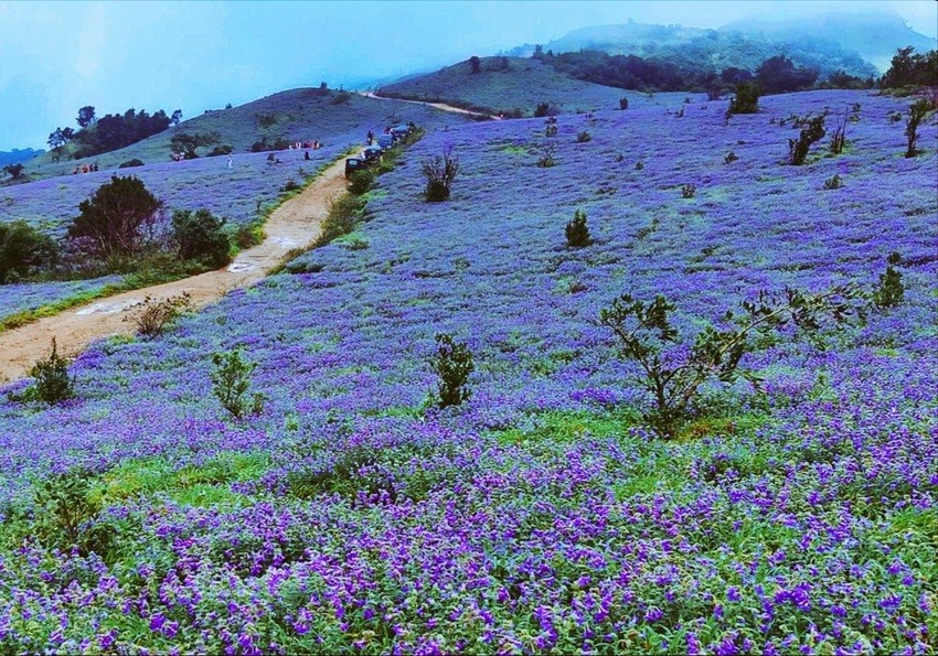 Eravikulam National Park