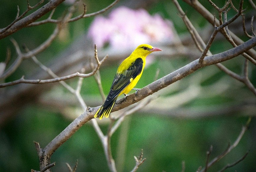 Eurasian Golden Oriole