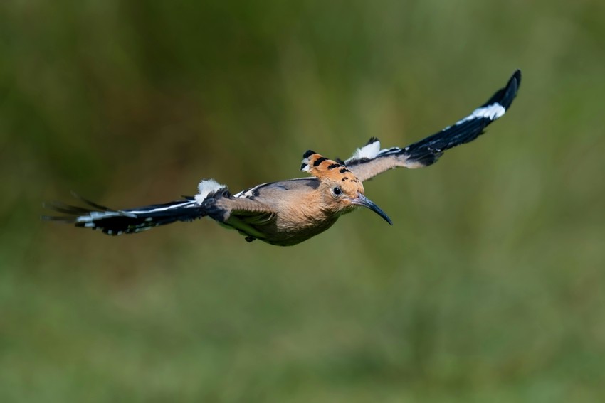 Eurasian Hoopoe