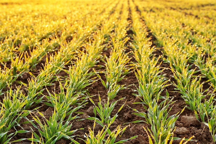 Fertilizer shortage for farmers