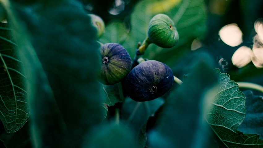 Fig