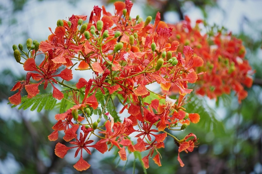 Flame of the Forest Gulmohar