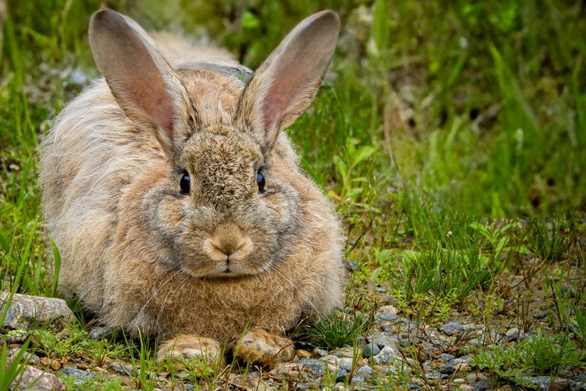 Flemish Giant
